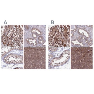 Anti-GOLGA3 antibody produced in rabbit Prestige Antibodies&#174; Powered by Atlas Antibodies, affinity isolated antibody, buffered aqueous glycerol solution