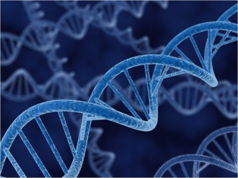 pETDuet-1 DNA - Novagen pETDuet-1 is designed for the coexpression of two target genes. The vector encodes two multiple cloning sites, each of which is preceded by a T7 promoter, lac operator and ribosome binding sites.