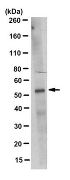 Anti-GATA2 Antibody, clone 3C10.1 clone 3C10.1, from mouse