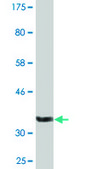 Monoclonal Anti-ANGPT4 antibody produced in mouse clone 1B7, purified immunoglobulin, buffered aqueous solution