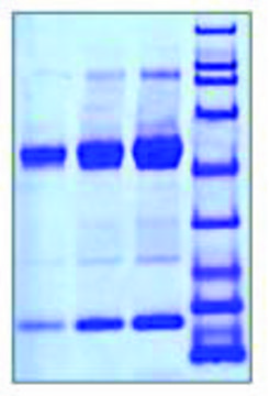 Eosinophil Peroxidase human &#8805;95% (SDS-PAGE)