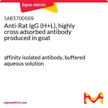 Anti-Rat IgG (H+L), highly cross adsorbed antibody produced in goat affinity isolated antibody, buffered aqueous solution