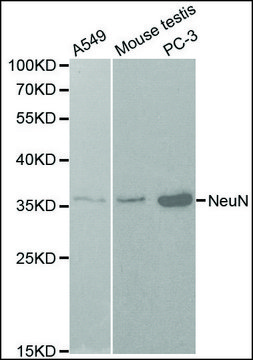 抗NeuN 兔抗 affinity isolated antibody