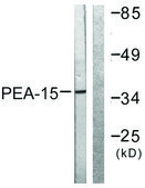 Anti-PEA-15 antibody produced in rabbit affinity isolated antibody