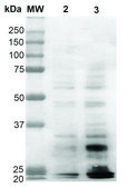 Monoclonal Anti-Dityrosine antibody produced in mouse clone 10A6