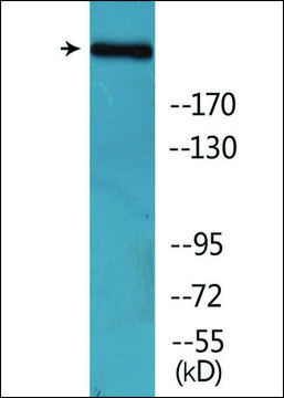 Anti-phospho-Acetyl-CoA Carboxylase (pSer80) antibody produced in rabbit affinity isolated antibody