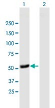 Anti-TFDP1 antibody produced in mouse purified immunoglobulin, buffered aqueous solution