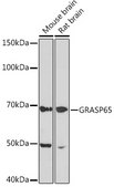 Anti-GRASP65 Antibody, clone 3F2I1, Rabbit Monoclonal