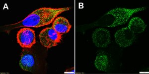 Anti-NRG1 Antibody, clone 1G5 ZooMAb® Rabbit Monoclonal recombinant, expressed in HEK 293 cells