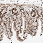 Anti-GINS4 antibody produced in rabbit Prestige Antibodies® Powered by Atlas Antibodies, affinity isolated antibody, buffered aqueous glycerol solution, Ab2
