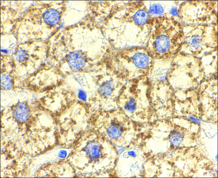 Anti-Akt1 antibody produced in rabbit affinity isolated antibody, buffered aqueous solution