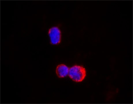 Anti-IKZF1/IKAROS antibody, Mouse monoclonal clone E1.14, purified from hybridoma cell culture