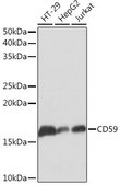 Anti-CD59 antibody produced in rabbit