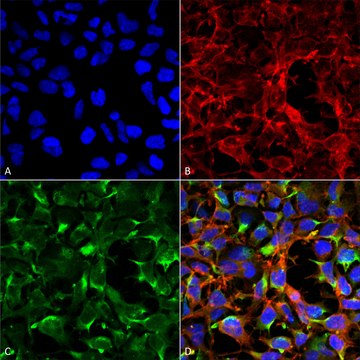 Monoclonal Anti-Dityrosine antibody produced in mouse clone 7D4