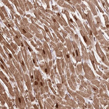 Anti-SORBS2 antibody produced in rabbit Prestige Antibodies&#174; Powered by Atlas Antibodies, affinity isolated antibody, buffered aqueous glycerol solution