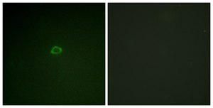 Anti-4E-BP1 antibody produced in rabbit affinity isolated antibody