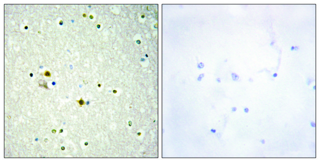 Anti-DNL1 antibody produced in rabbit affinity isolated antibody