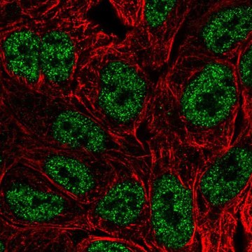 Anti-BATF antibody produced in rabbit Prestige Antibodies&#174; Powered by Atlas Antibodies, affinity isolated antibody