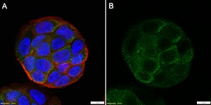 Anti-ApoER2/LRP-8 Antibody, clone 1B13 ZooMAb® Rabbit Monoclonal recombinant, expressed in HEK 293 cells