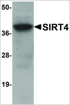 Anti-SIRT4 antibody produced in chicken affinity isolated antibody, buffered aqueous solution