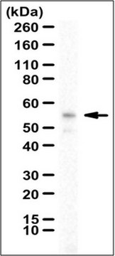 抗-NRF2a/GABPA抗体 serum, from rabbit