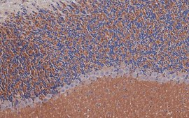 Anti-DEXRAS1 Antibody, clone 4B11.1 clone 4B11.1, from mouse