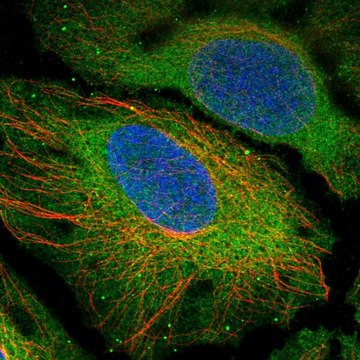 Anti-CENPM antibody produced in rabbit Prestige Antibodies&#174; Powered by Atlas Antibodies, affinity isolated antibody