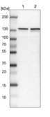 Anti-ERC1 antibody produced in rabbit Prestige Antibodies® Powered by Atlas Antibodies, affinity isolated antibody, buffered aqueous glycerol solution, Ab2