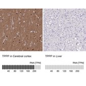 Anti-TPPP antibody produced in rabbit Prestige Antibodies® Powered by Atlas Antibodies, affinity isolated antibody, buffered aqueous glycerol solution