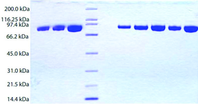 C1 Esterase inhibitor from human plasma &#8805;95% (SDS-PAGE)