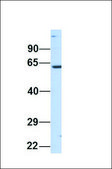 Anti-NT5DC2, (N-terminal) antibody produced in rabbit affinity isolated antibody