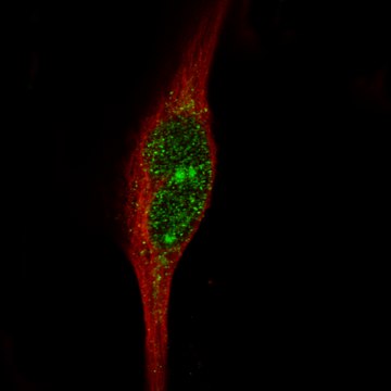 Monoclonal Anti-Msh3 Antibody Produced In Mouse Prestige Antibodies&#174; Powered by Atlas Antibodies, clone CL14064, affinity isolated antibody, buffered aqueous glycerol solution