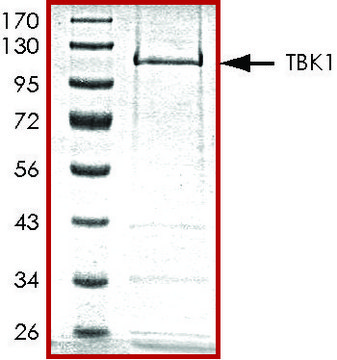 TBK1, active, GST tagged human PRECISIO&#174; Kinase, recombinant, expressed in baculovirus infected Sf9 cells, &#8805;70% (SDS-PAGE), buffered aqueous glycerol solution