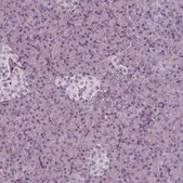 Anti-CADM2 antibody produced in rabbit Prestige Antibodies® Powered by Atlas Antibodies, affinity isolated antibody, buffered aqueous glycerol solution