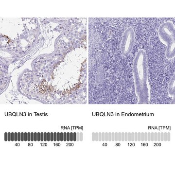 Anti-UBQLN3 antibody produced in rabbit Prestige Antibodies® Powered by Atlas Antibodies, affinity isolated antibody, buffered aqueous glycerol solution