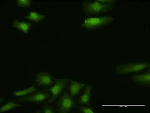 Anti-FGF13 antibody produced in rabbit purified immunoglobulin, buffered aqueous solution