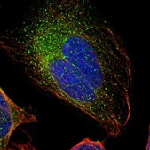 Anti-GAL3ST1 antibody produced in rabbit Prestige Antibodies® Powered by Atlas Antibodies, affinity isolated antibody, buffered aqueous glycerol solution
