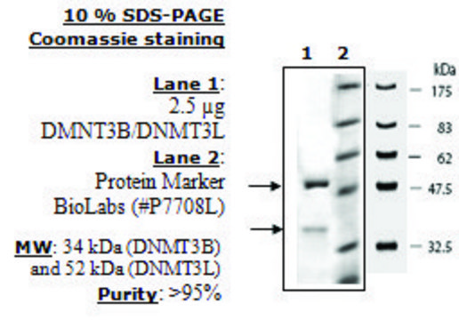 DNMT3B/DNMT3L Active human recombinant, expressed in baculovirus infected insect cells, &#8805;90% (SDS-PAGE)