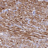 Anti-PPP1R12C antibody produced in rabbit Prestige Antibodies® Powered by Atlas Antibodies, affinity isolated antibody, buffered aqueous glycerol solution