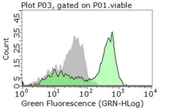 抗-MSR1/CD204抗体 from rabbit, purified by affinity chromatography