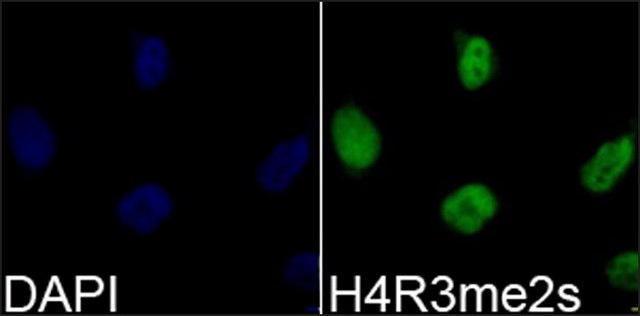 Anti-Histone H4R3me2s antibody produced in rabbit affinity isolated antibody