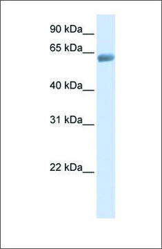 Anti-SLC47A2 antibody produced in rabbit affinity isolated antibody