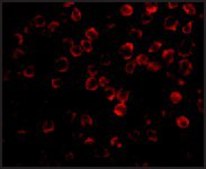 Anti-TAB1 antibody produced in rabbit affinity isolated antibody, buffered aqueous solution