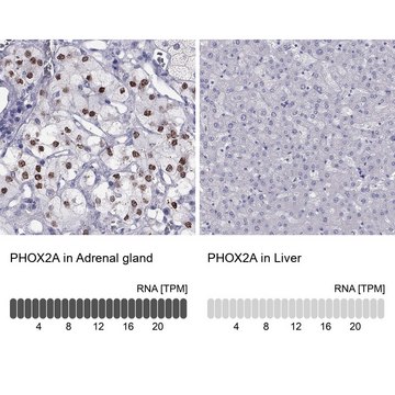 Anti-PHOX2A Prestige Antibodies&#174; Powered by Atlas Antibodies, affinity isolated antibody