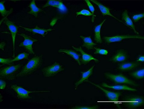 Monoclonal Anti-ABCG1 antibody produced in mouse clone 2H8, purified immunoglobulin, buffered aqueous solution