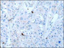 Anti-GKN1 affinity isolated antibody