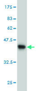 Monoclonal Anti-YWHAH antibody produced in mouse clone 6A12, purified immunoglobulin, buffered aqueous solution