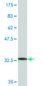 Monoclonal Anti-ZNF266 antibody produced in mouse clone 4G5, purified immunoglobulin, buffered aqueous solution
