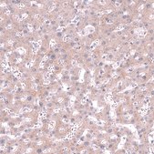 Monoclonal Anti-CLEC10A antibody produced in mouse Prestige Antibodies® Powered by Atlas Antibodies, clone CL15523, purified antibody (Protein A)