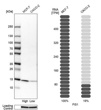 Anti-FIS1 antibody produced in rabbit Prestige Antibodies&#174; Powered by Atlas Antibodies, affinity isolated antibody, buffered aqueous glycerol solution